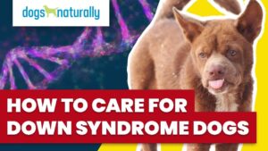 how-to-care-for-down-syndrome-dogs - Dogs Naturally